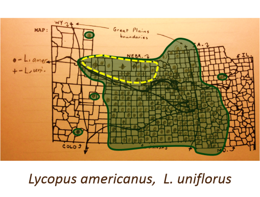 Lycopus-americanus_L-uniflorus_Bugleweeds_v2